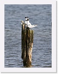 3 riuttatiirat Sterna sandvicensis 6215 * 675 x 900 * (349KB)